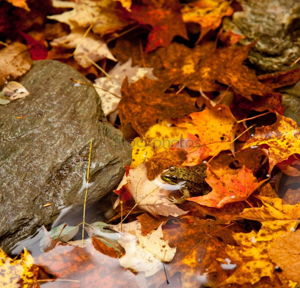 Image, Stock Photo toad migration Meadow