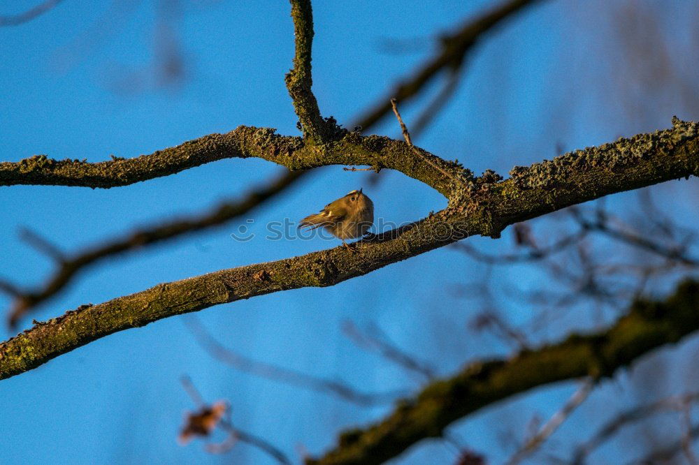 Similar – Image, Stock Photo No.x6b Bird+branch+beautiful weather….