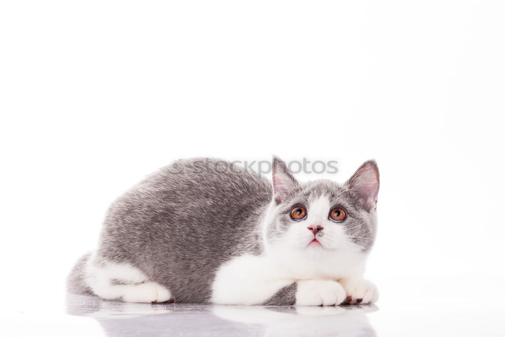 Similar – Image, Stock Photo Time for breakfast! Animal