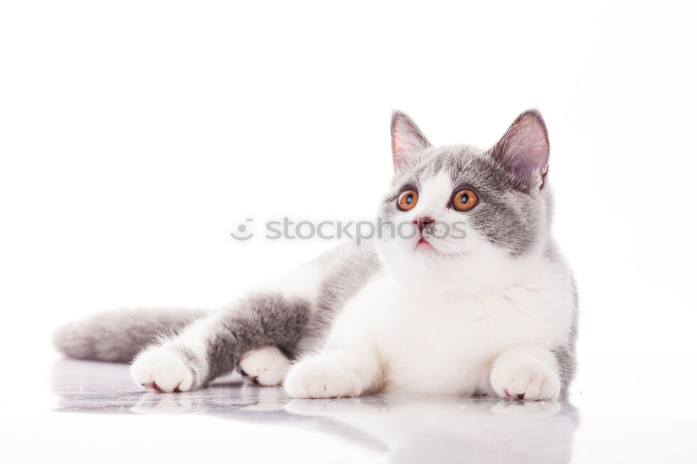 Similar – Image, Stock Photo Time for breakfast! Animal