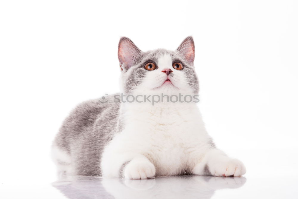 Similar – Image, Stock Photo Time for breakfast! Animal