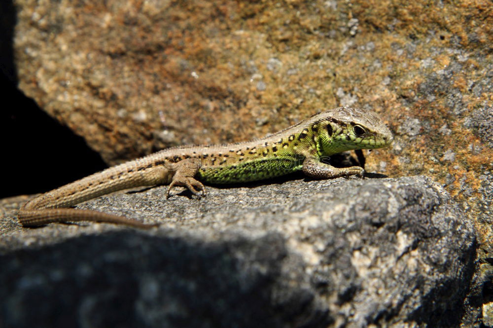 Similar – Image, Stock Photo wall lizard on a trunk 1