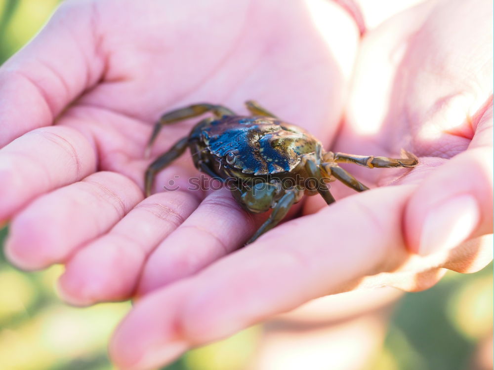 Similar – Bugs. Beetle Insect Hand