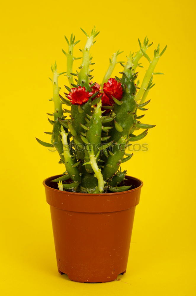 Similar – Image, Stock Photo Rosemary in a pot Art