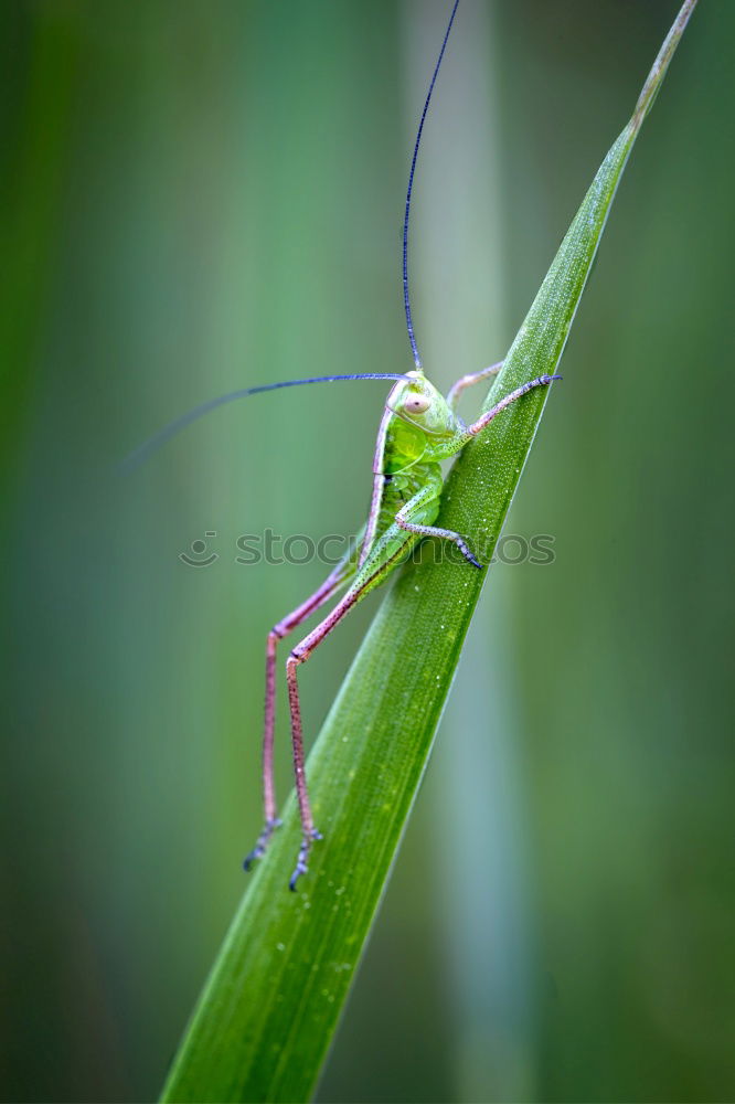 Similar – Beetle in green Antenna