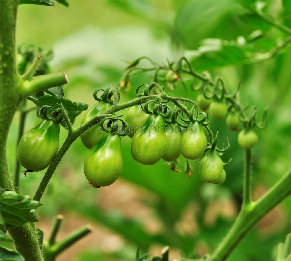 Similar – wax tomato Food Vegetable