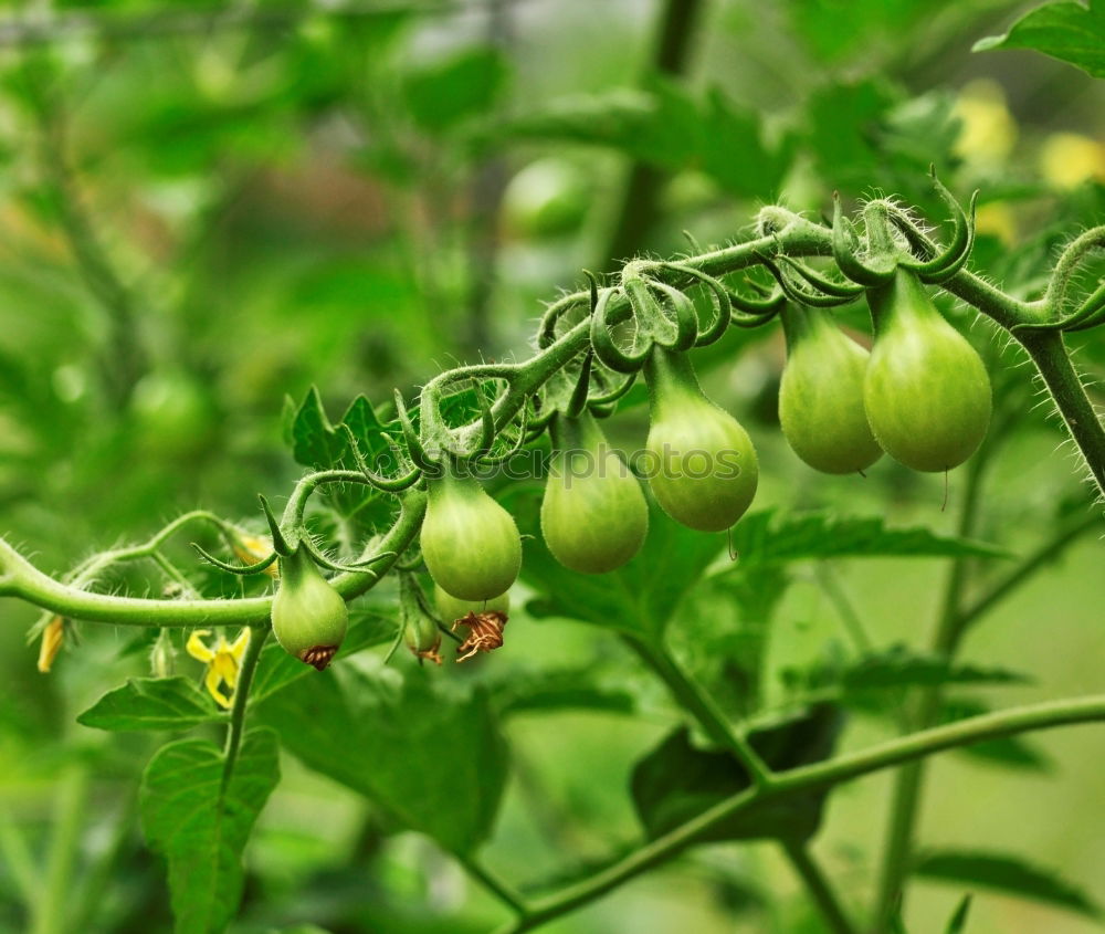 Similar – wax tomato Food Vegetable