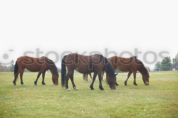 Similar – Image, Stock Photo shadow parker Agriculture