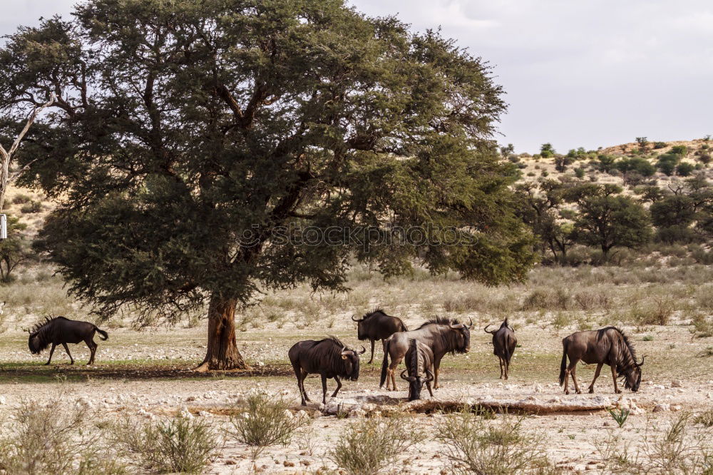 Similar – tomb old trees cows