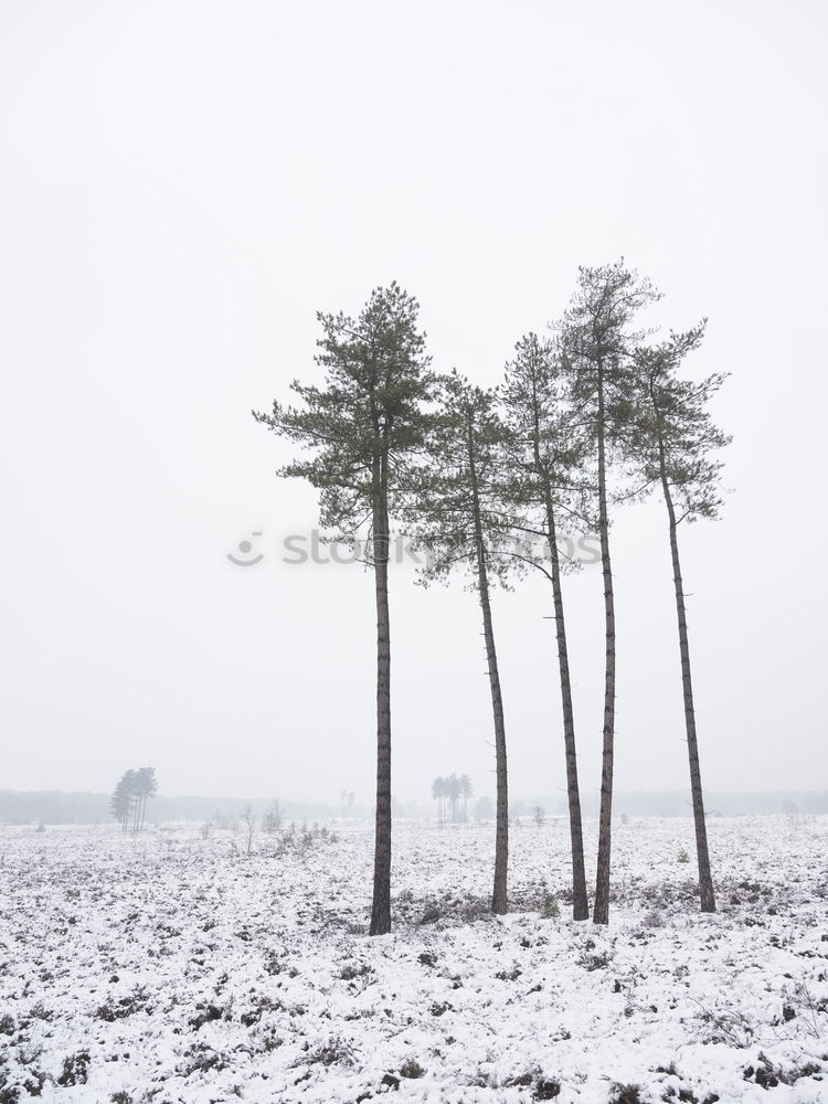 Similar – Wolkenkratzer im Lippischen