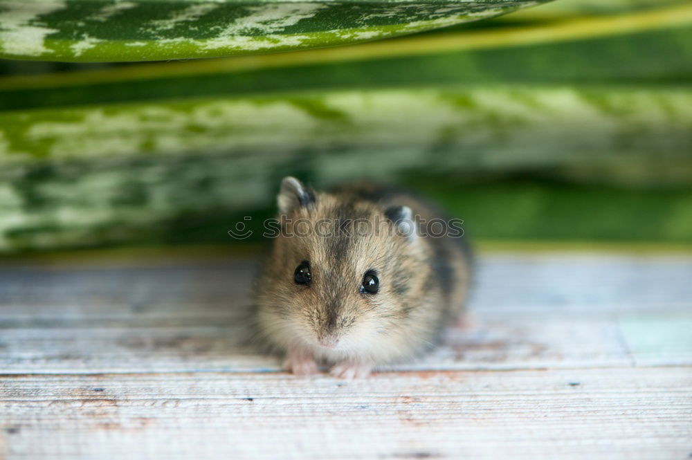 Similar – Image, Stock Photo <3 Environment Nature