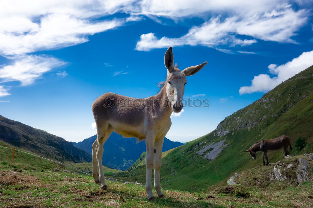 Similar – This little llama in the ruins of Machu Picchu