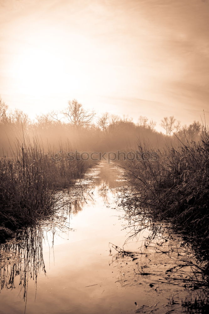 Similar – Image, Stock Photo ::: Holzweg :::