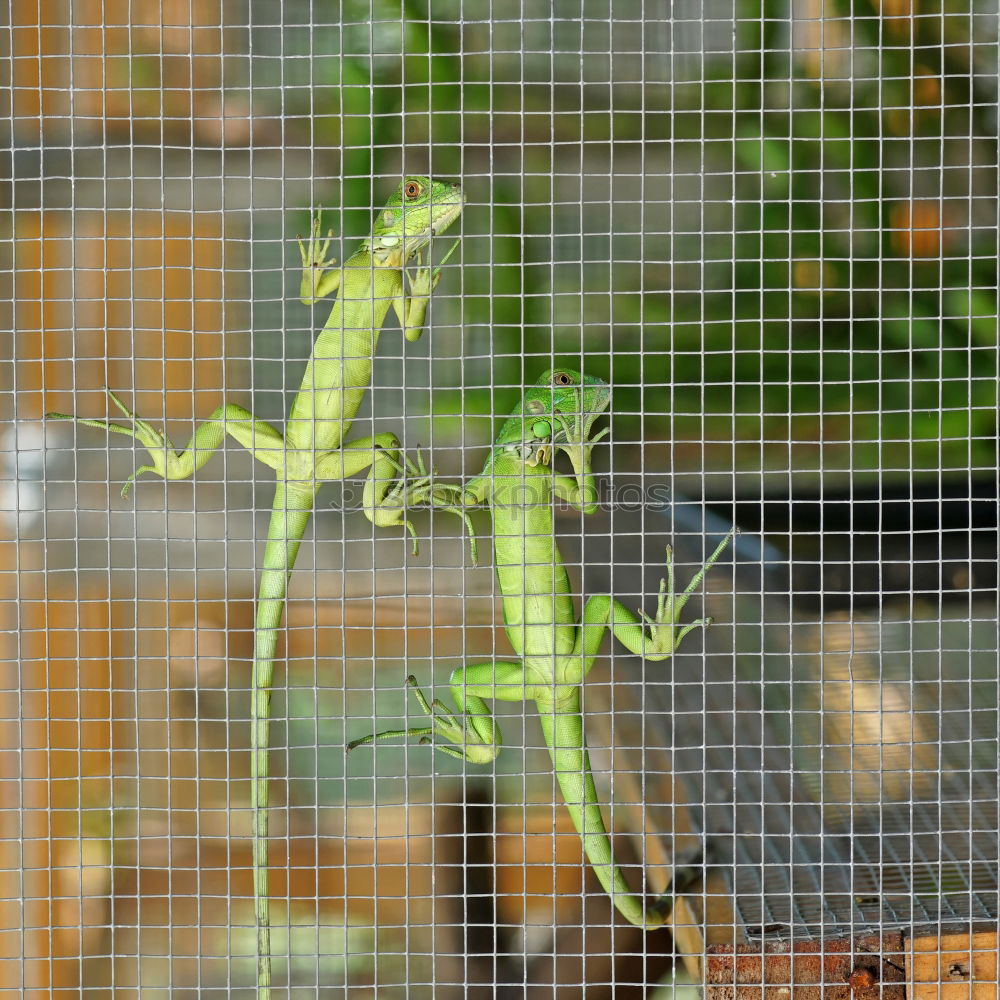 Similar – Hyla arborea Nature Animal