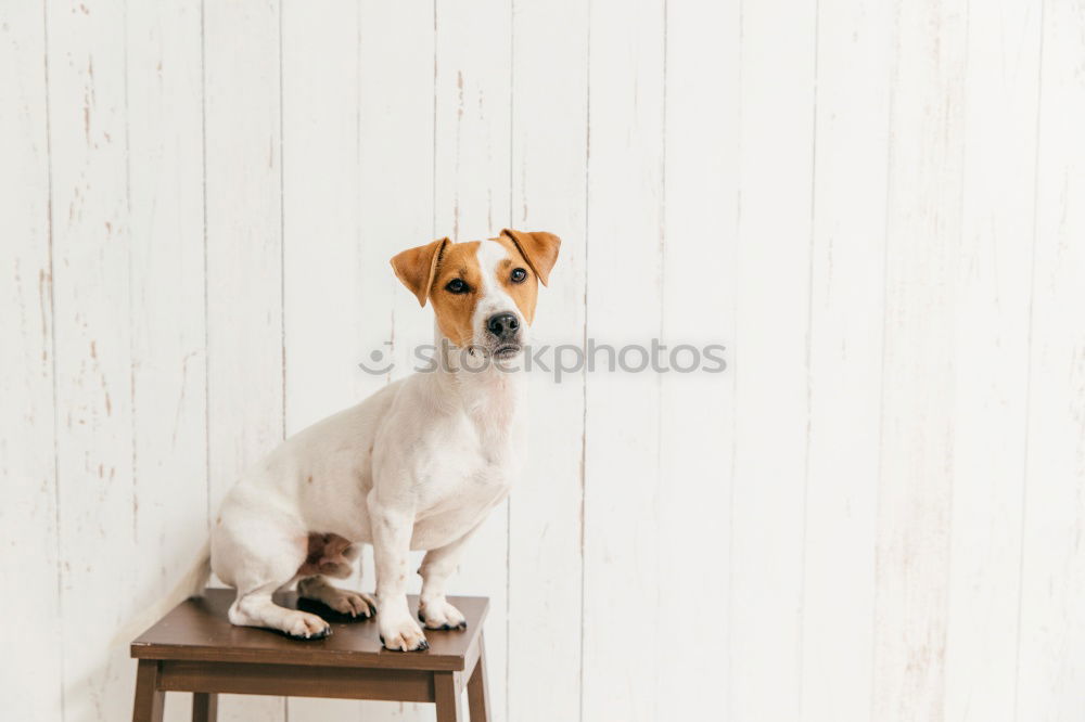 Similar – Image, Stock Photo portrait outdoors of a cute happy small dog outdoors