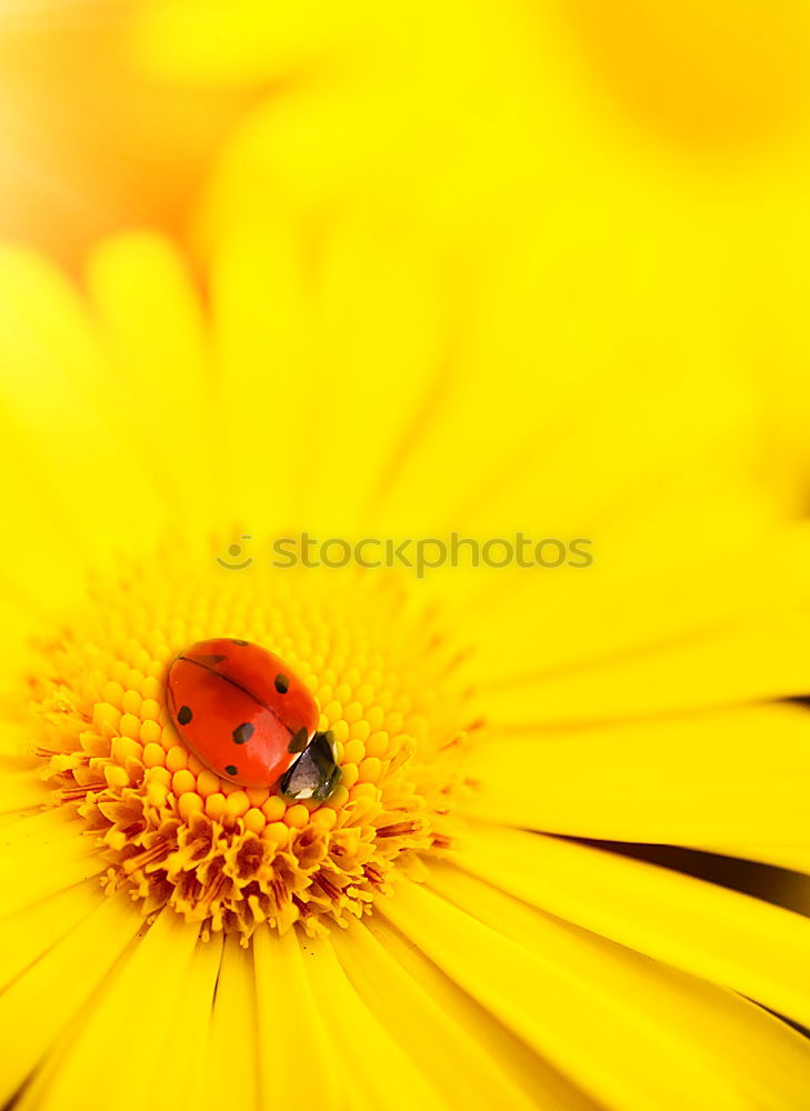 Similar – Marienkaefer, Coccinella, semptempunctata,