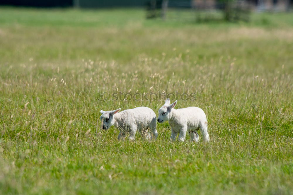 Similar – The sheep sees the camera