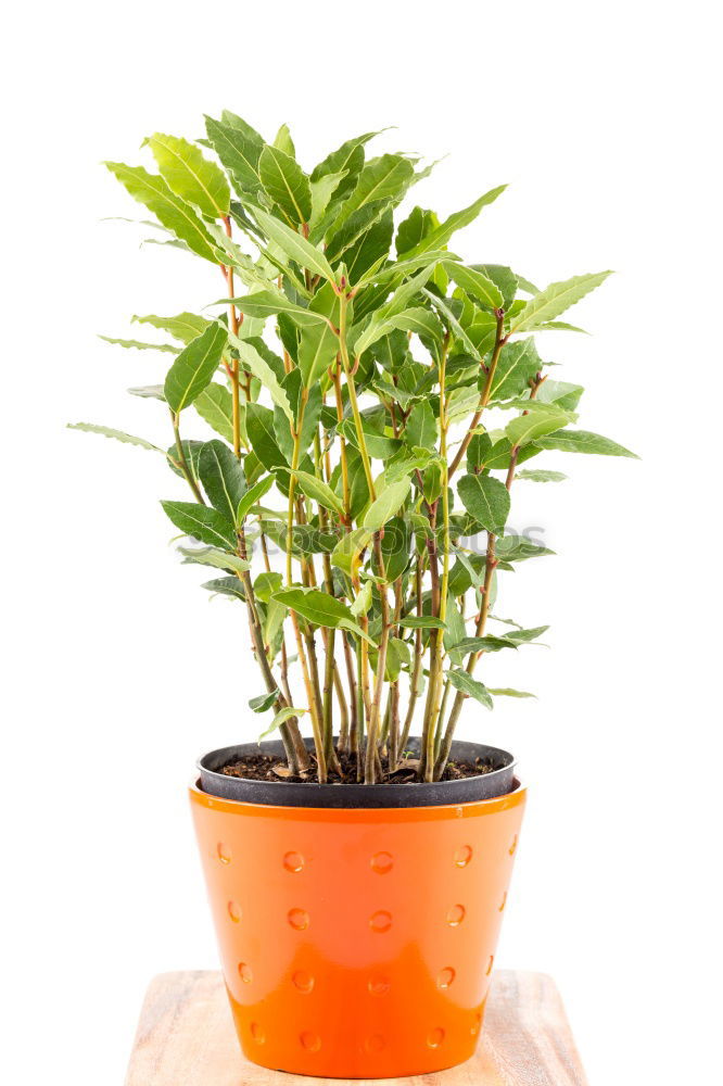 Similar – Image, Stock Photo Basil in a pot Art