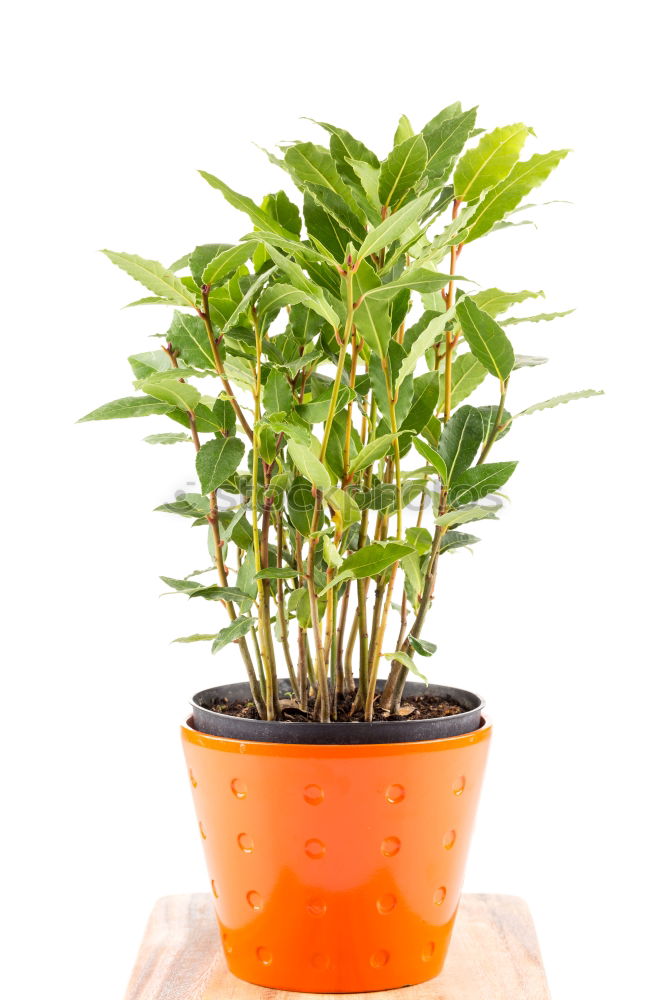 Similar – Image, Stock Photo Basil in a pot Art