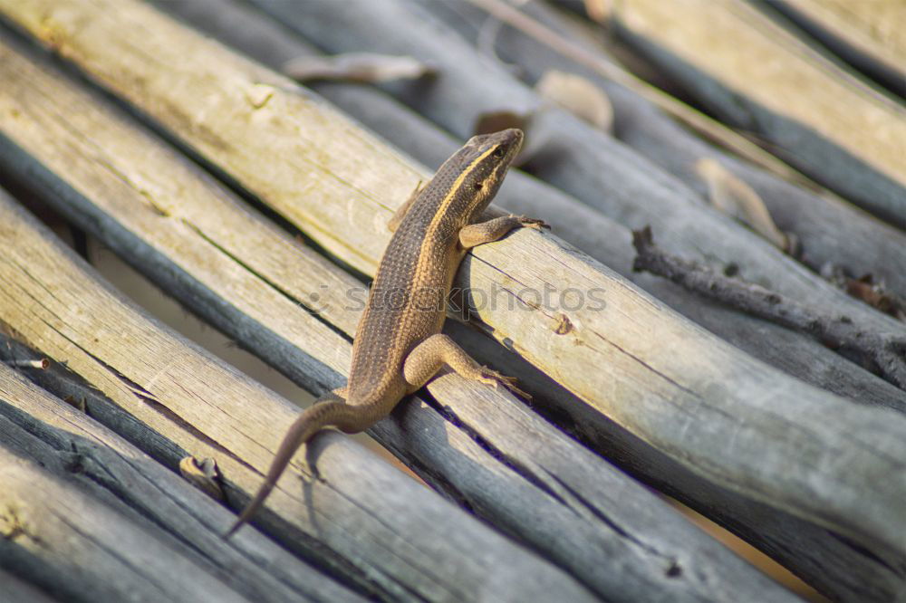 Similar – Image, Stock Photo g Wood Sign 6 Old