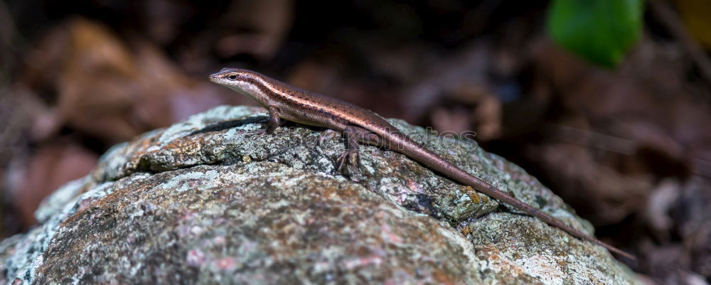 Similar – Image, Stock Photo You got something for me?, Green Lizard is looking for a photographer on Fraser Island. Queensland / Australia