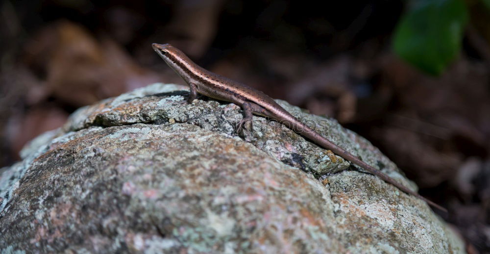 Similar – A ??? stands in the woods