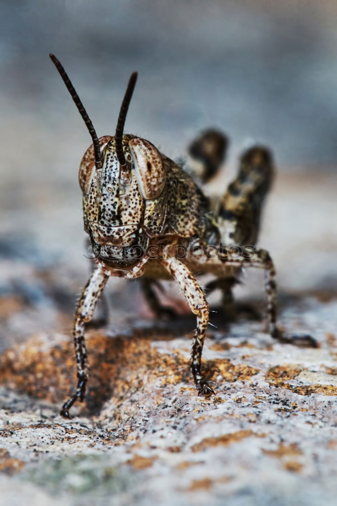 Image, Stock Photo newt Amphibian Frog