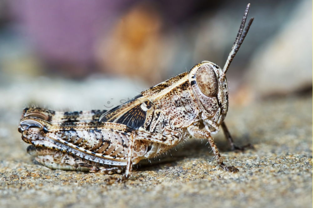 Similar – european common frog closeup