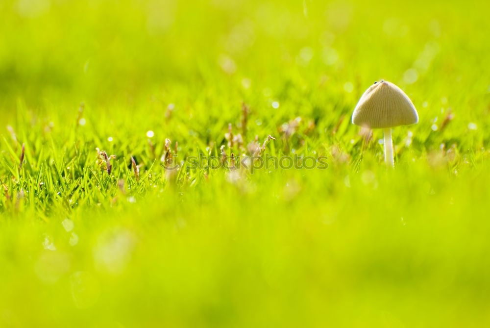 Similar – Image, Stock Photo The Golftee Golf course