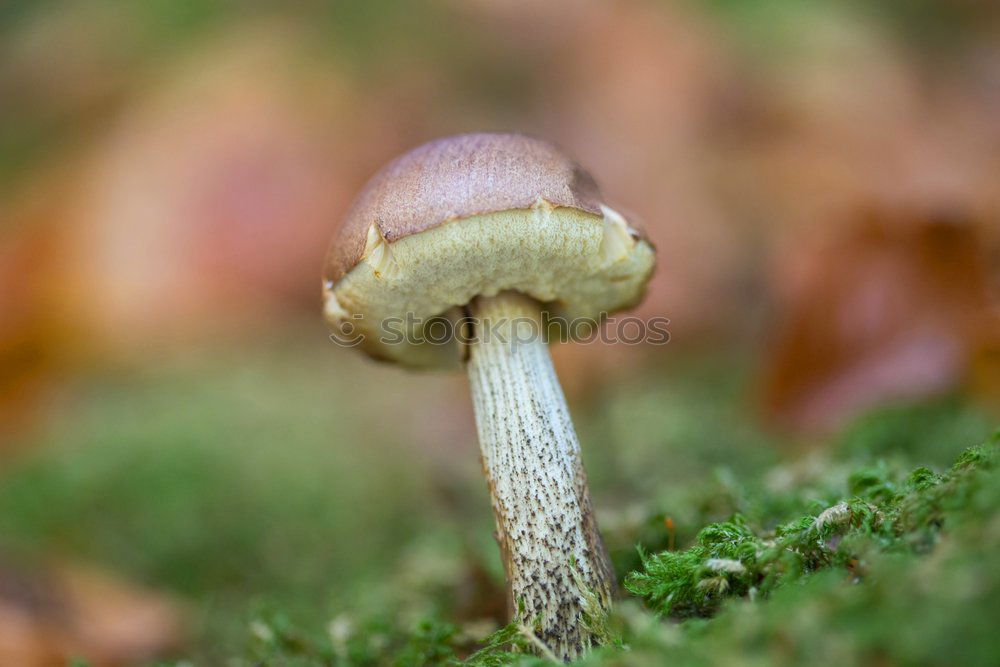 Similar – Image, Stock Photo mushroom gathering