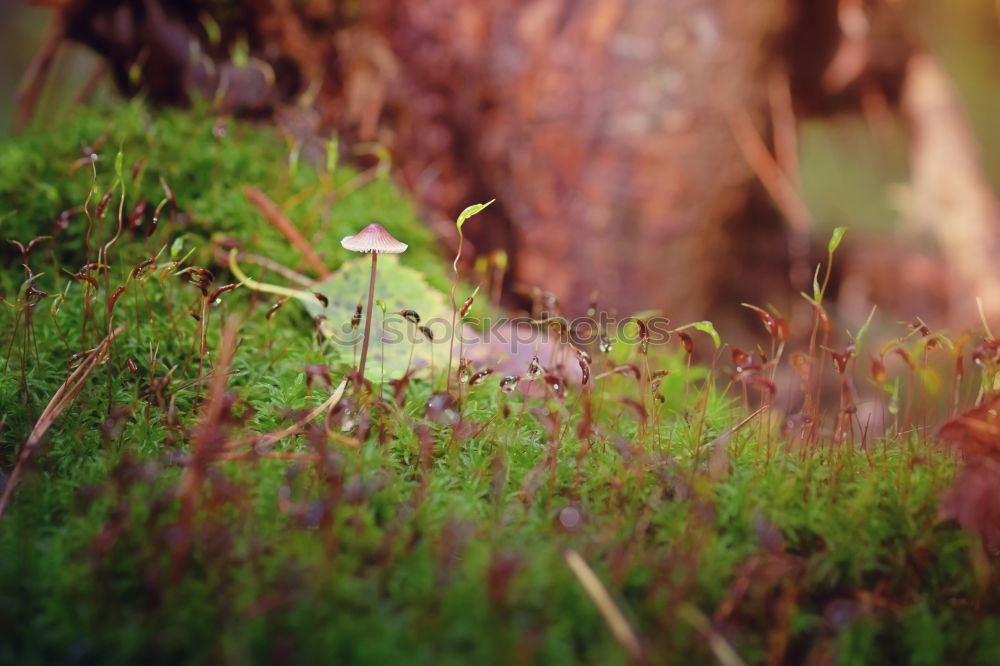 Image, Stock Photo Green Autumn Nature Plant