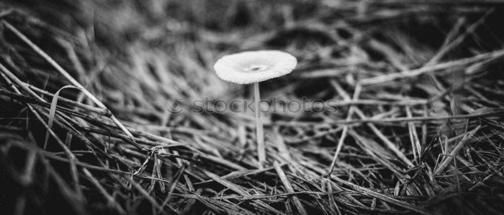 Similar – Image, Stock Photo the blue Nature Plant