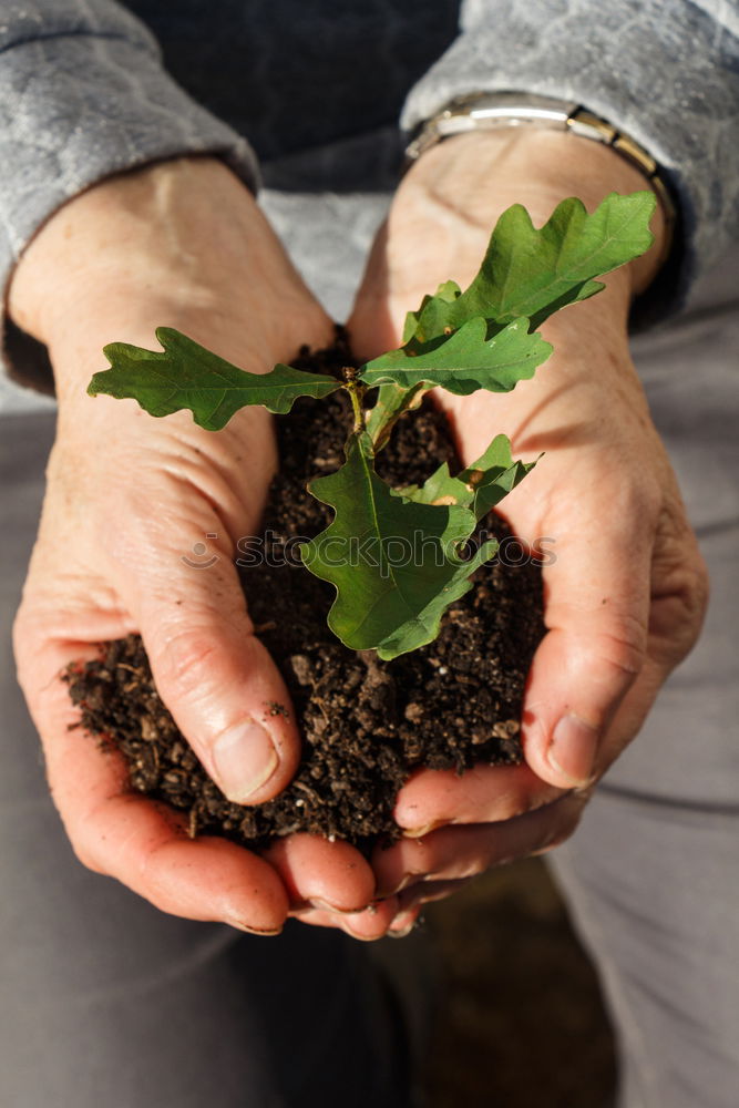 Image, Stock Photo Udanks uprooted Hand