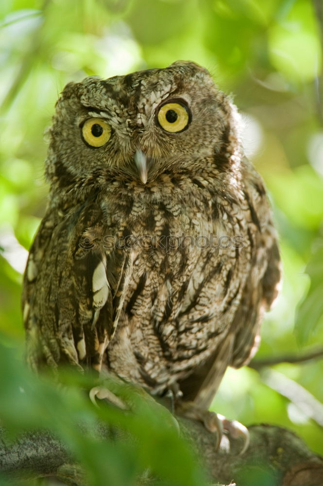 Similar – Image, Stock Photo The owl Environment Animal