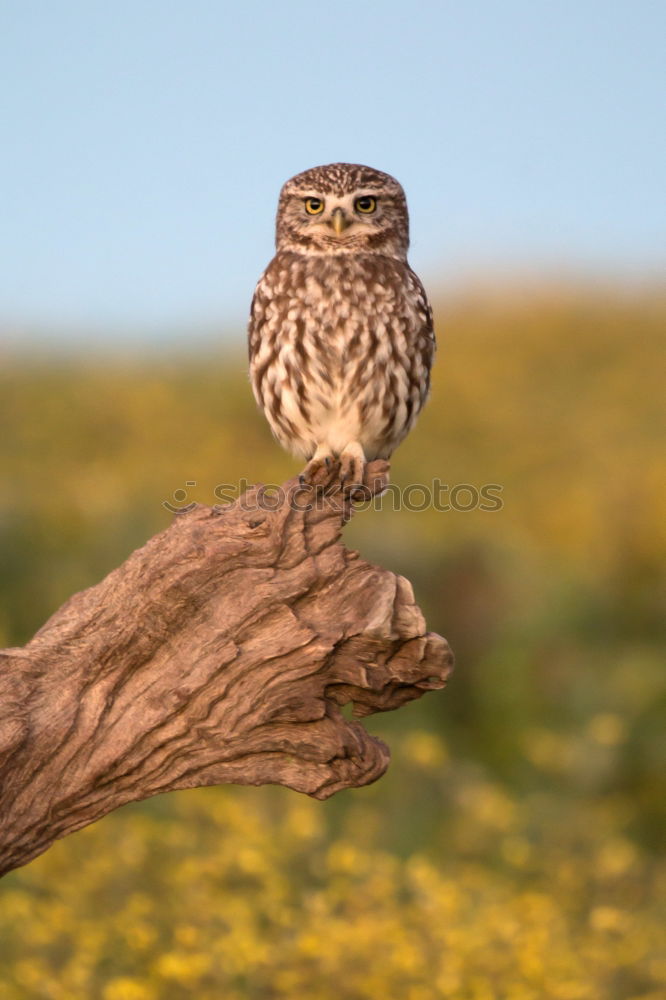 Similar – Image, Stock Photo Bird Nature Landscape