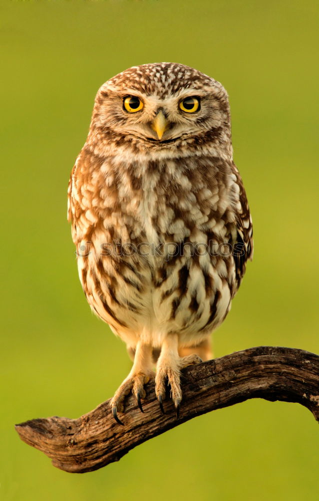 Similar – Image, Stock Photo kestrel Nature Animal