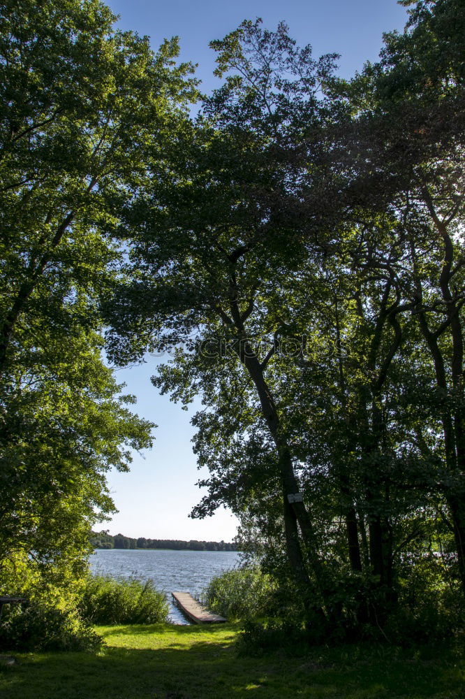 Image, Stock Photo Tree stands by the lake in autumn