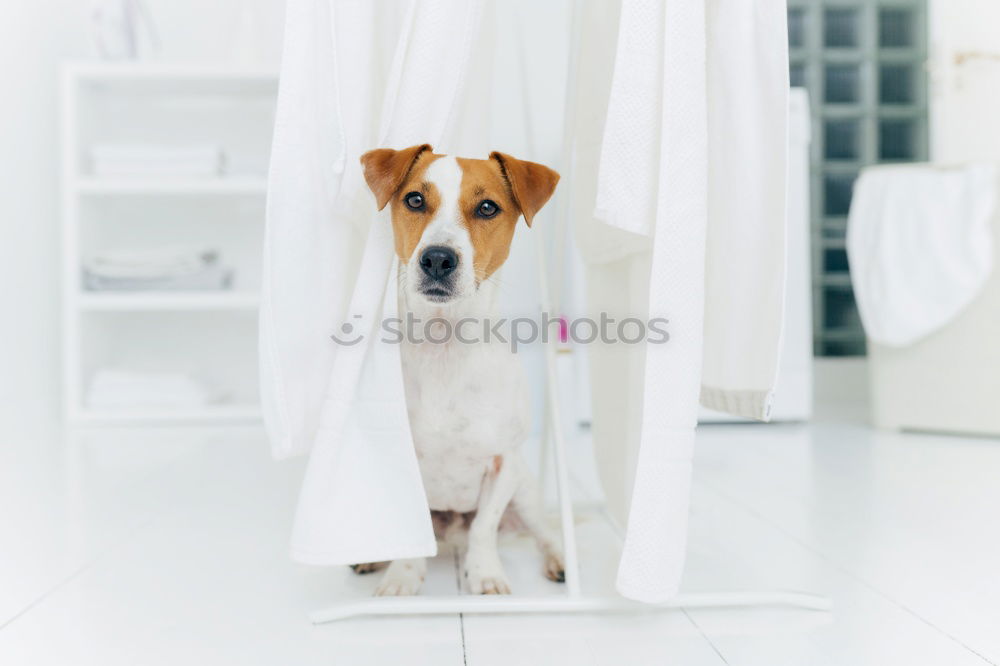 Image, Stock Photo cute small dog lying white sheet with hello world message