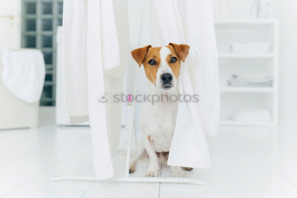 Similar – Image, Stock Photo cute small dog lying white sheet with hello world message