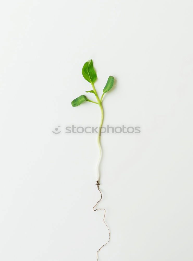 Image, Stock Photo clamp relationship