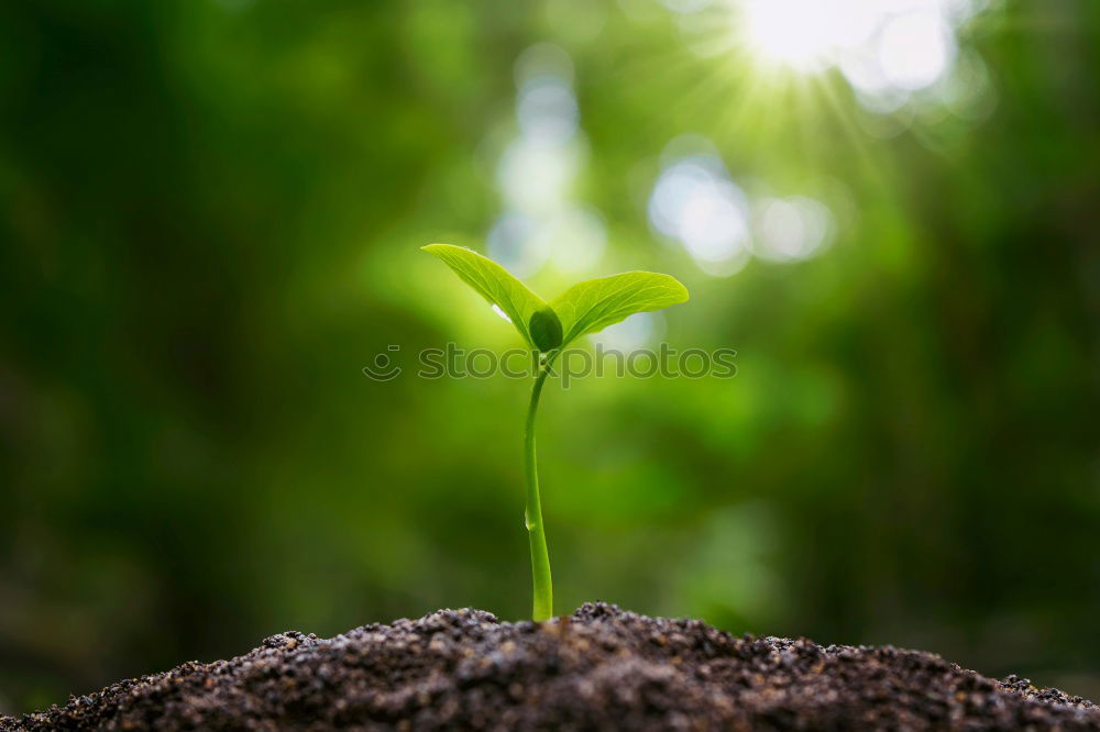 Similar – Image, Stock Photo offshoot Summer Garden