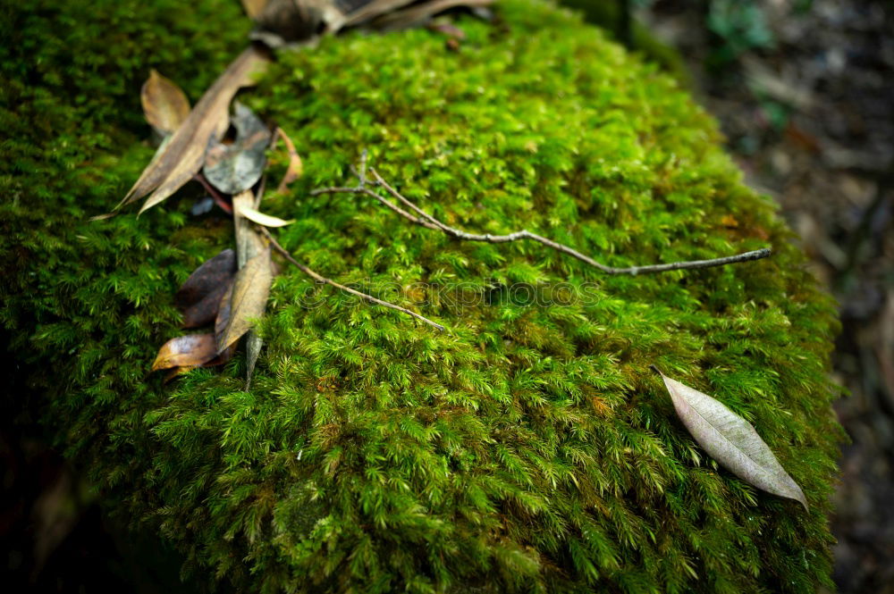 Image, Stock Photo Lichens and moss Plant