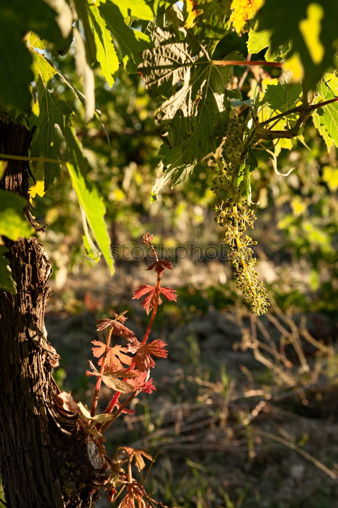 Similar – Rebstock Wein Sekt