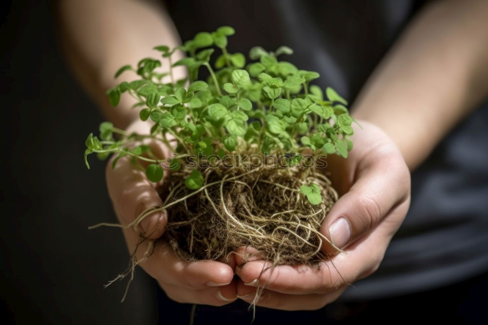 Similar – Woman hold parsnips in basket in the garden