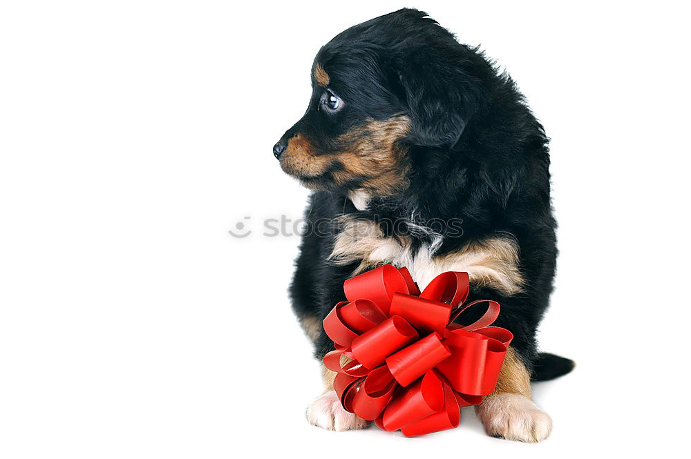 Similar – Image, Stock Photo Little Christmas Dog