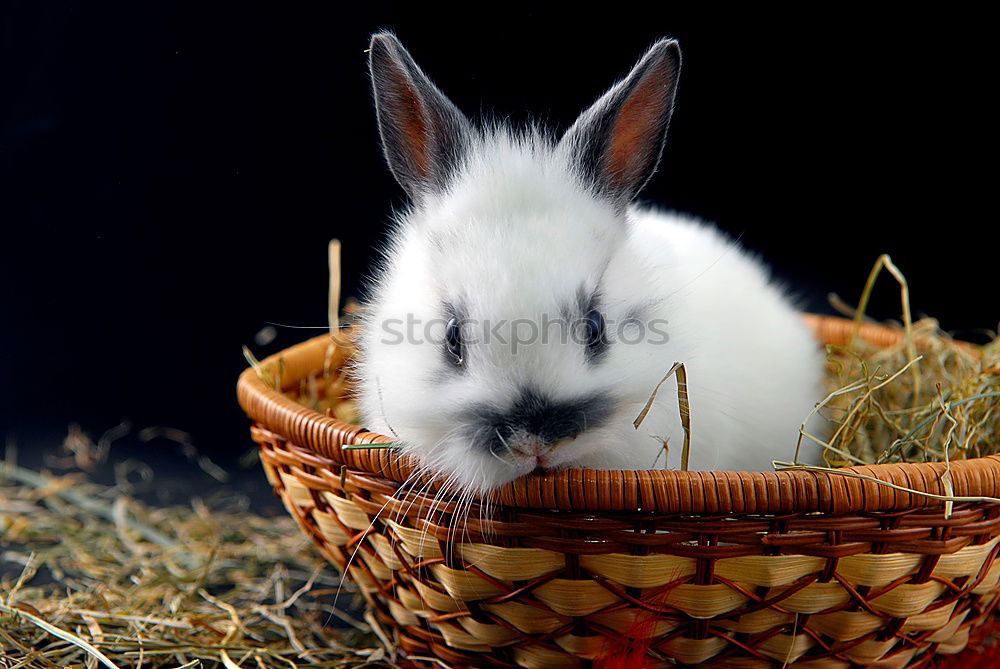 Similar – Image, Stock Photo DANCEhase Gymnastics
