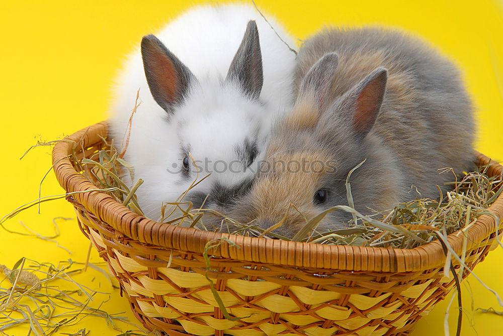 Similar – cuddling time … Easter