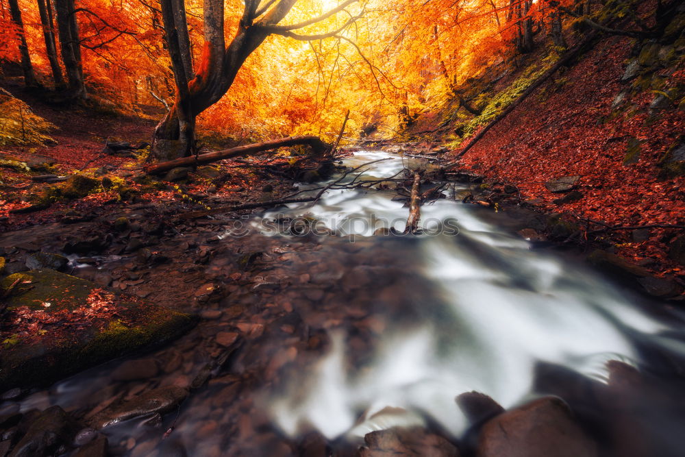 Similar – Image, Stock Photo Autumn and lake in the ball