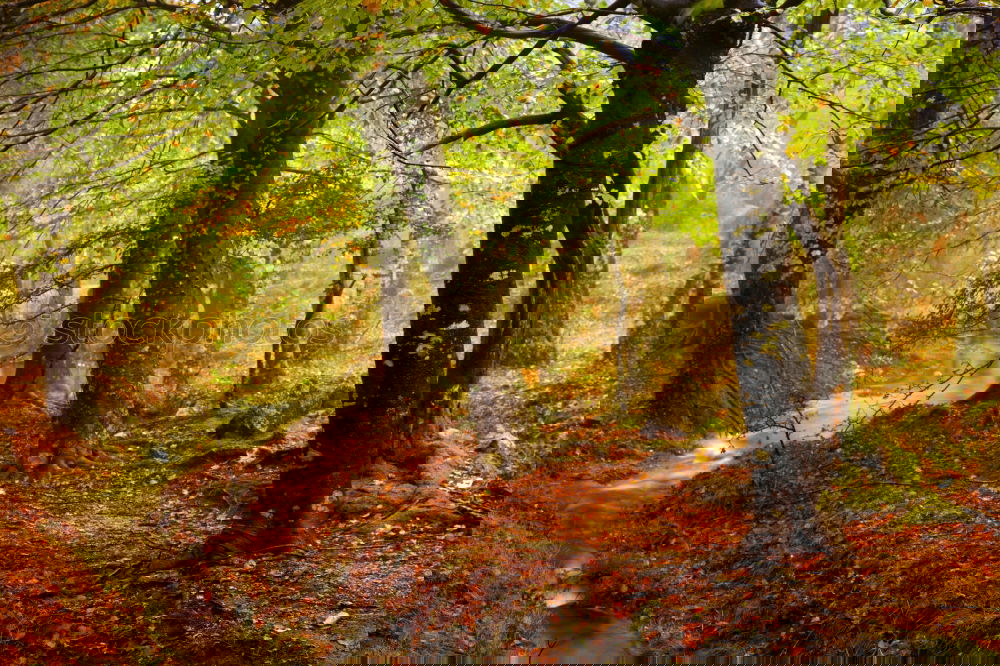 Similar – Image, Stock Photo Rocky road in old forest
