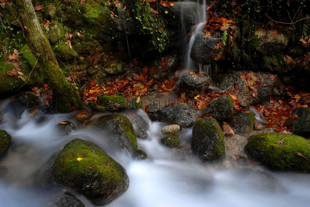 Similar – Image, Stock Photo gold leaf Nature Water